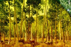 Pando #3, 2018, Karine Laval - Jungle, Woodland, Trees, Color Photography