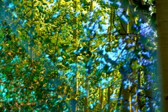 Pando n°6, 2018, Karine Laval - Jungle, Woodland, Trees, Photographie couleur