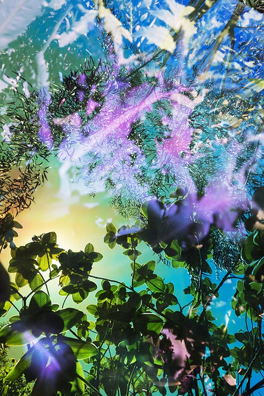 Untitled #54, Heterotopia - Karine Laval, Gardens, Photography, Flowers