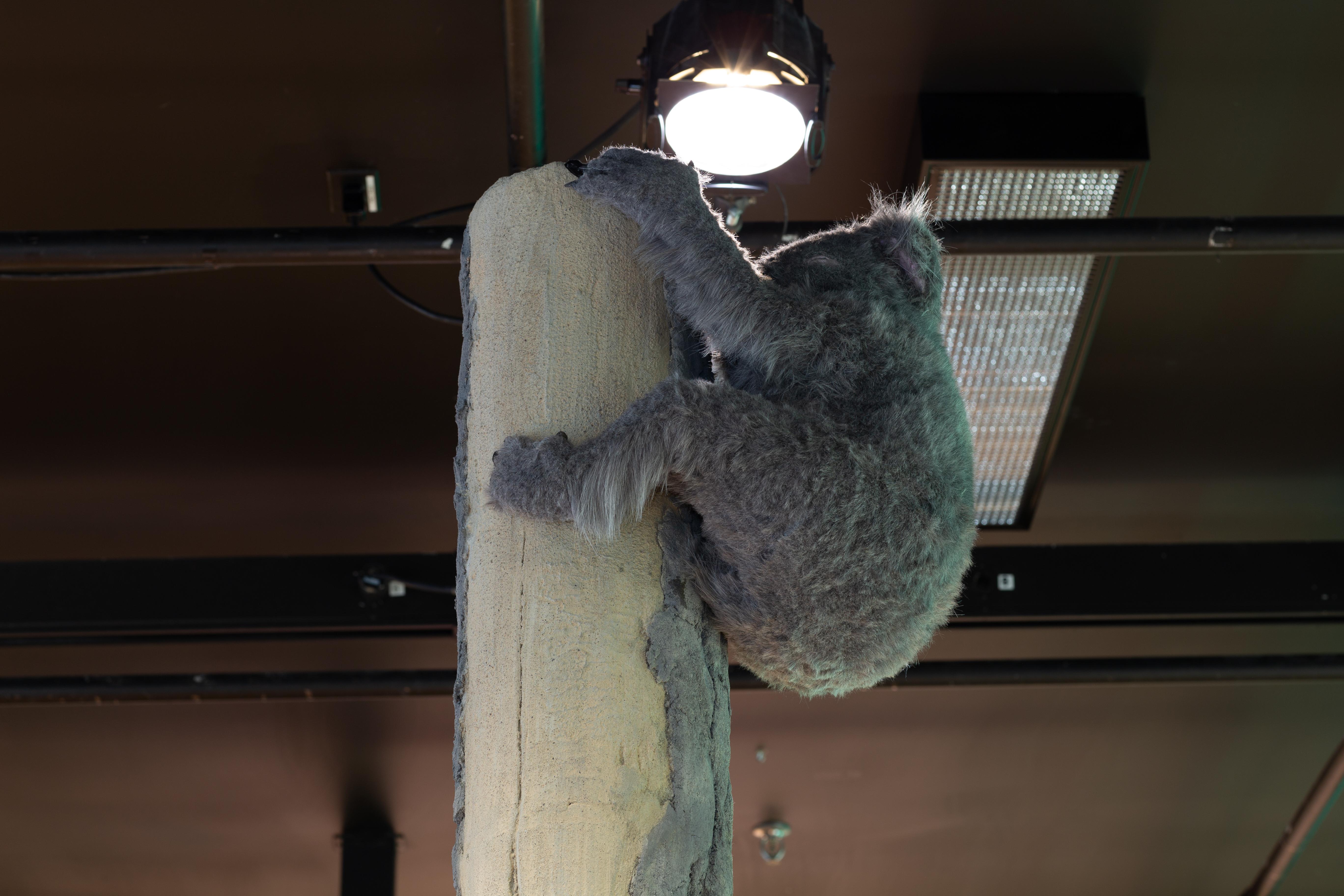 Espaces sans espèces III (Koala) en vente 14