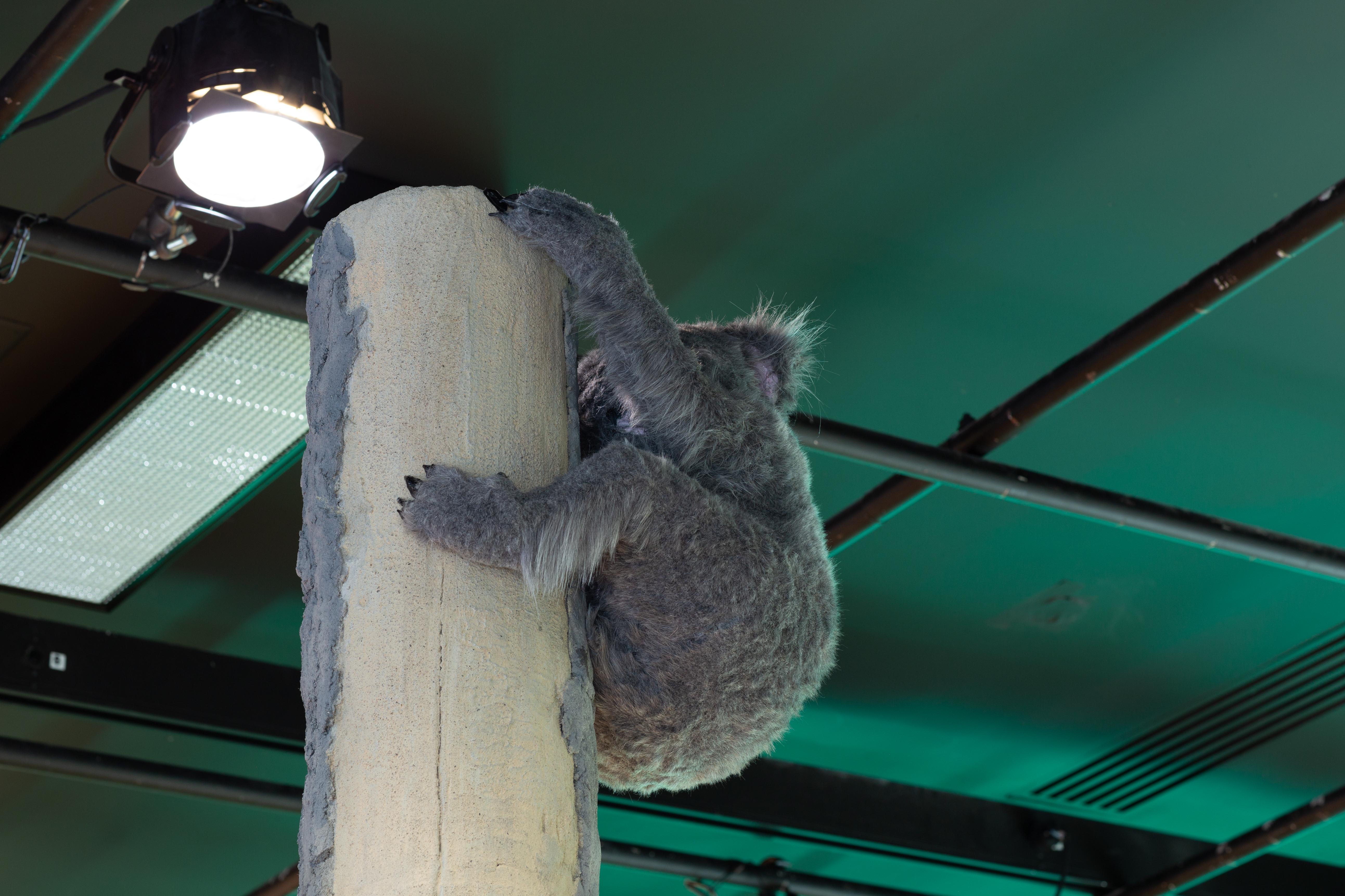 Espaces sans espèces III (Koala)