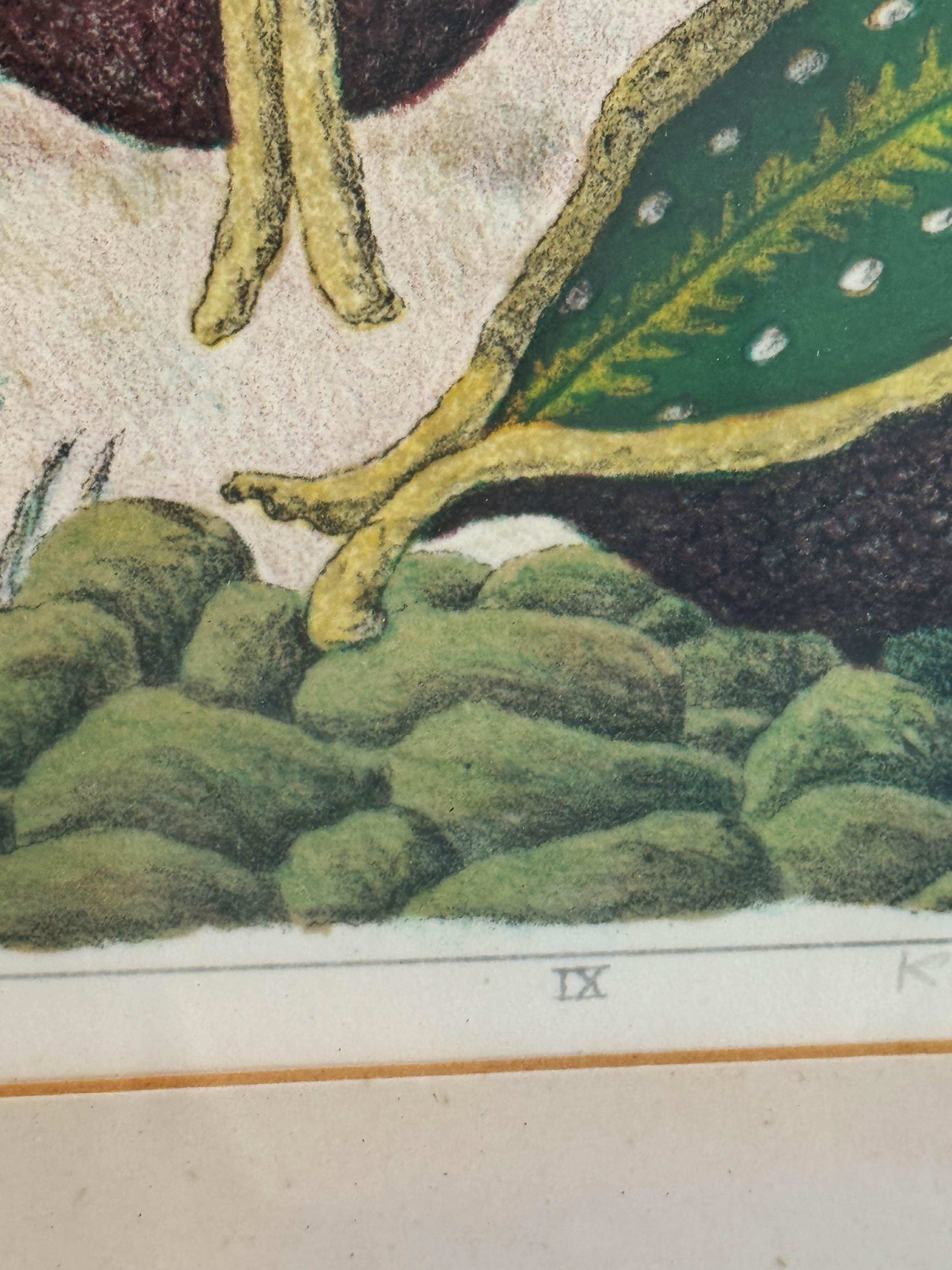 Karl Axel Pehrson Botanical Motif With Bird, Color Lithograph In Good Condition For Sale In Vienna, AT