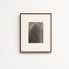 Karl Blossfeldt — Black and White Framed Photogravure, circa 1942