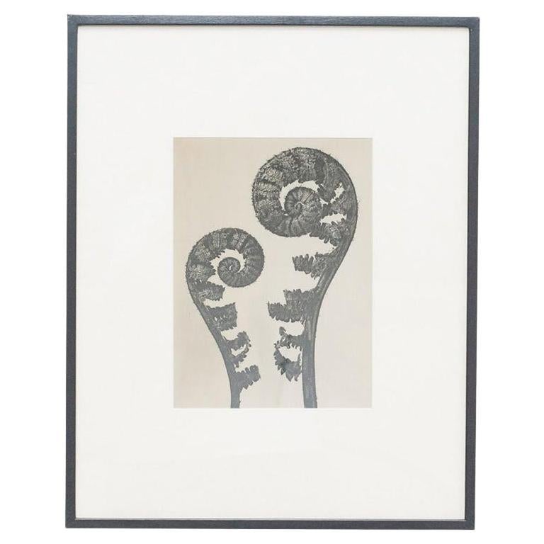 Karl Blossfeldt - Schwarz-weiß gerahmte Fotogravüre, um 1942