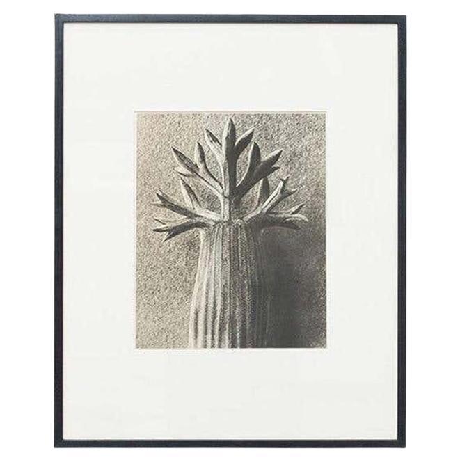 Karl Blossfeldt — Black and White Framed Photogravure, circa 1942 For Sale