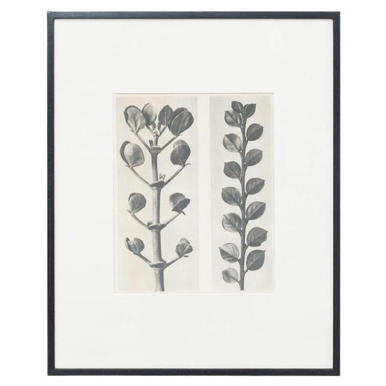 Karl Blossfeldt - Fotoincisione incorniciata in bianco e nero, circa 1942 in vendita