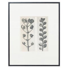 Karl Blossfeldt - Fotoincisione incorniciata in bianco e nero, circa 1942