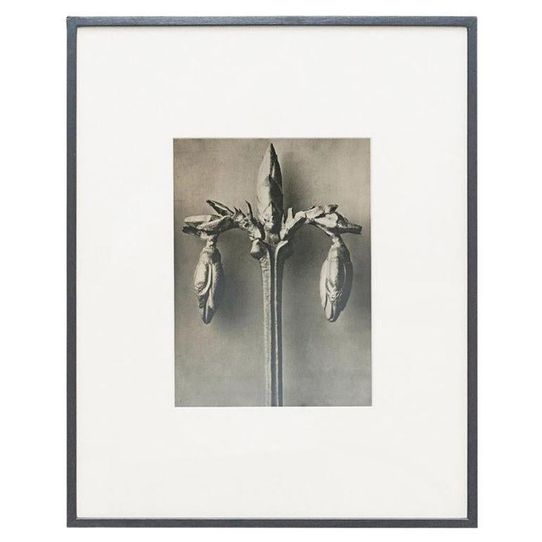 Karl Blossfeldt — Black and White Framed Photogravure, circa 1942