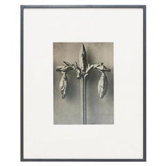 Karl Blossfeldt - Fotoincisione incorniciata in bianco e nero, circa 1942