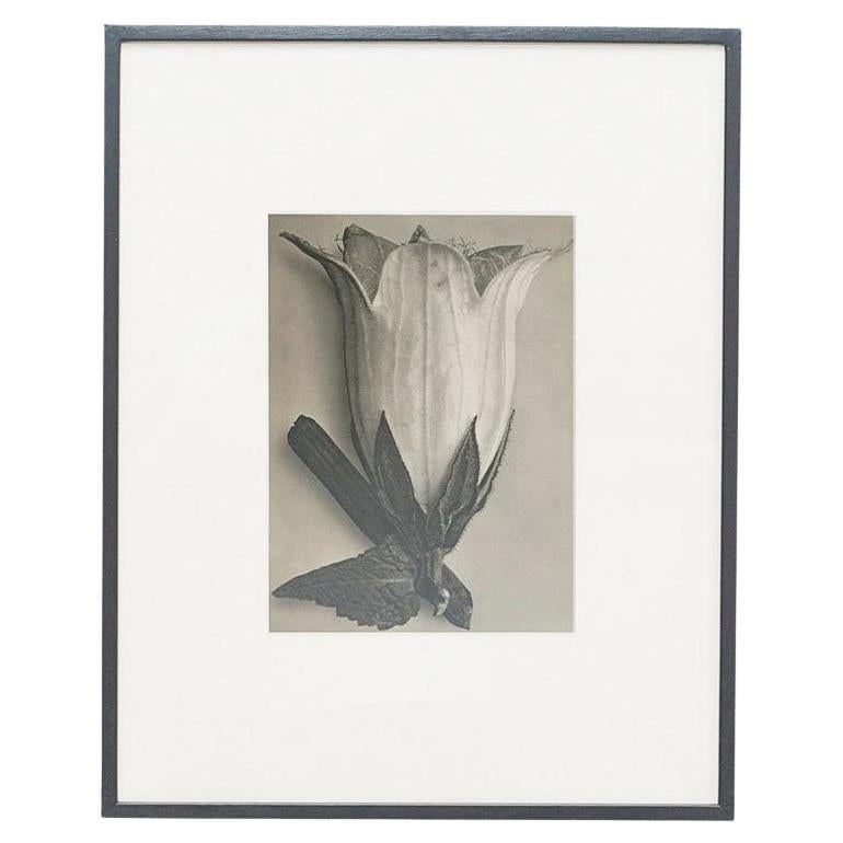 Karl Blossfeldt — Black and White Framed Photogravure, circa 1942