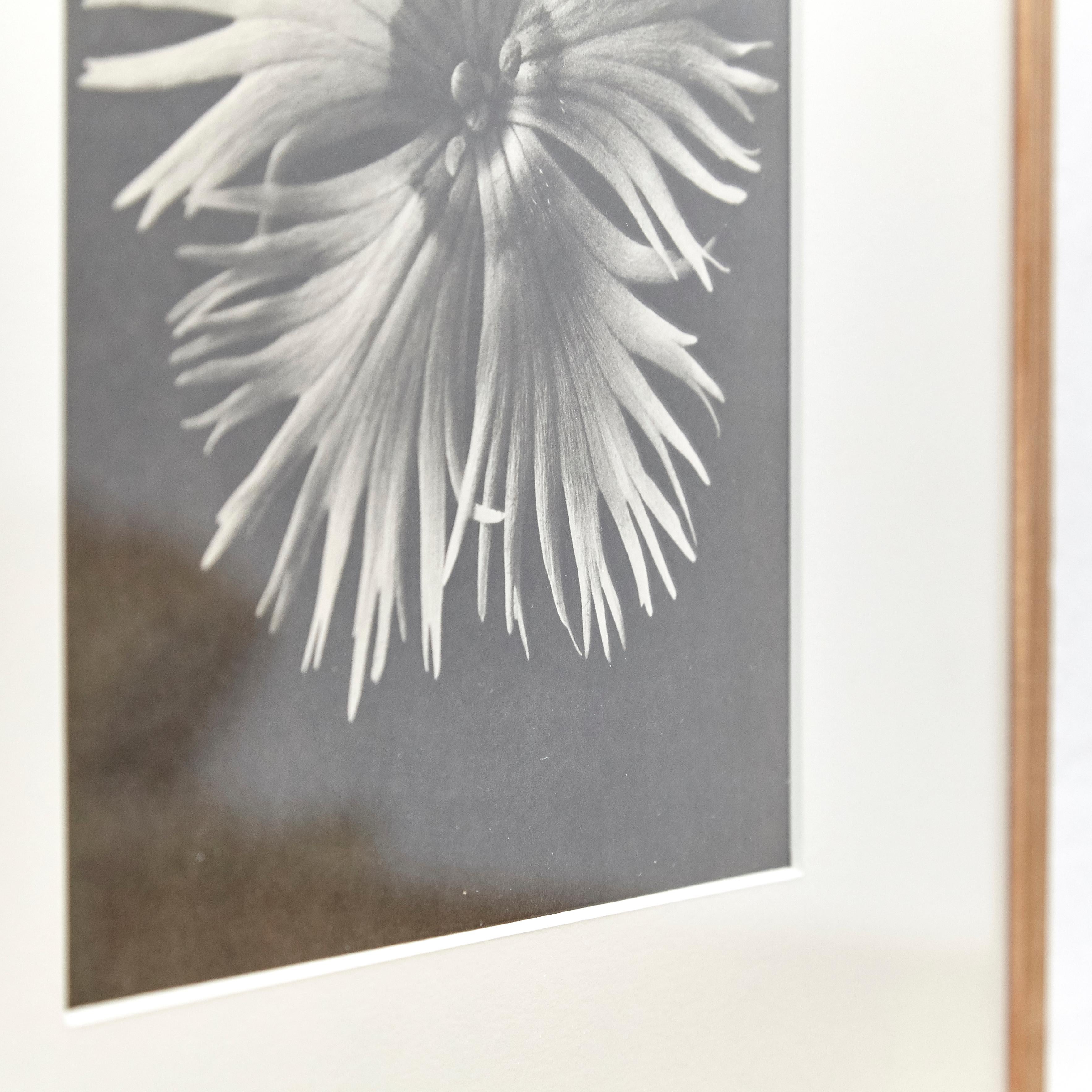 Karl Blossfeldt Black White Flower Photogravure Botanic Photography, 1942 3