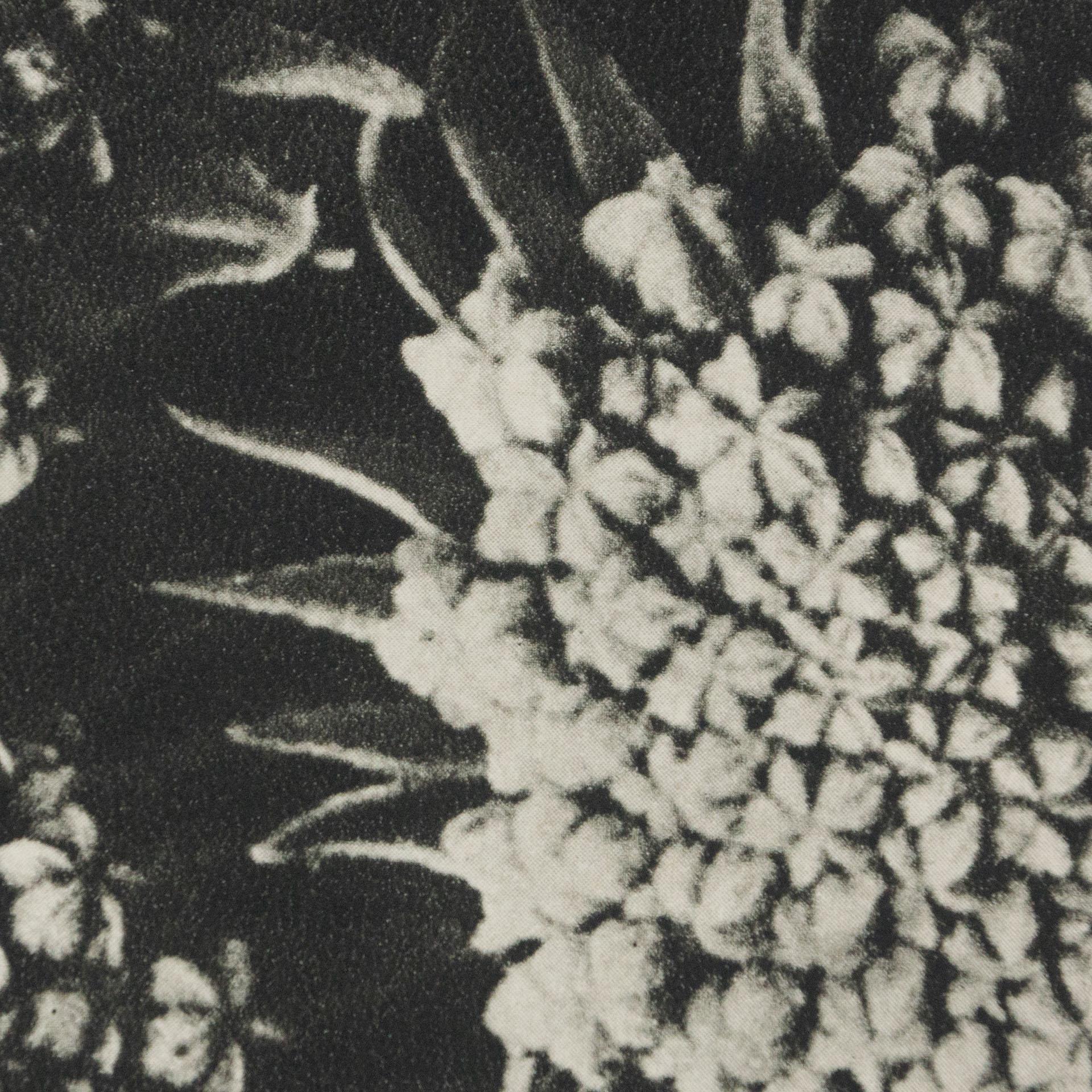 Karl Blossfeldt Black White Flower Photogravure Botanic Photography, 1942 3