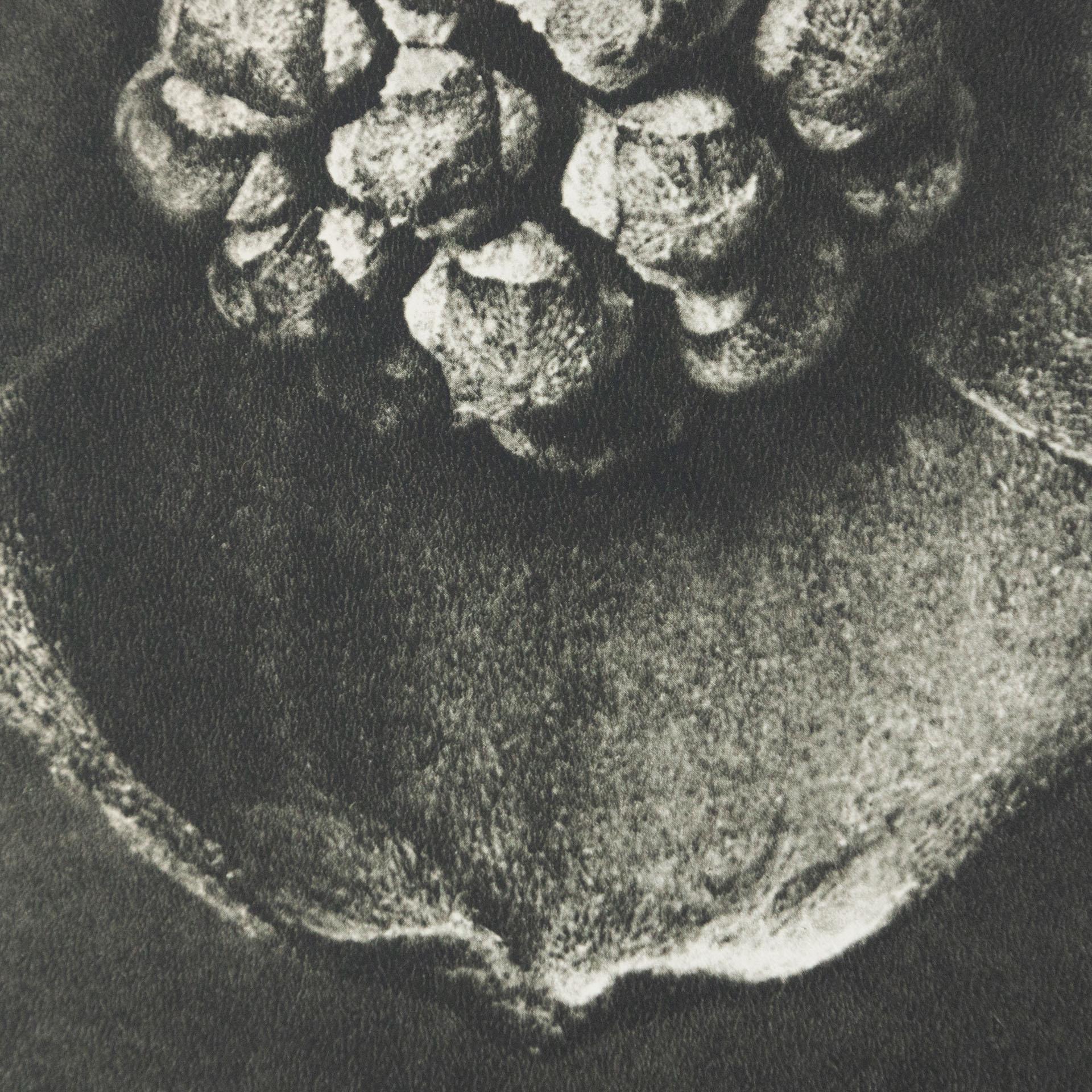 Karl Blossfeldt Schwarz-Weiß-Blumen-Fotogravur, Botanische Fotografie, 1942 im Angebot 3