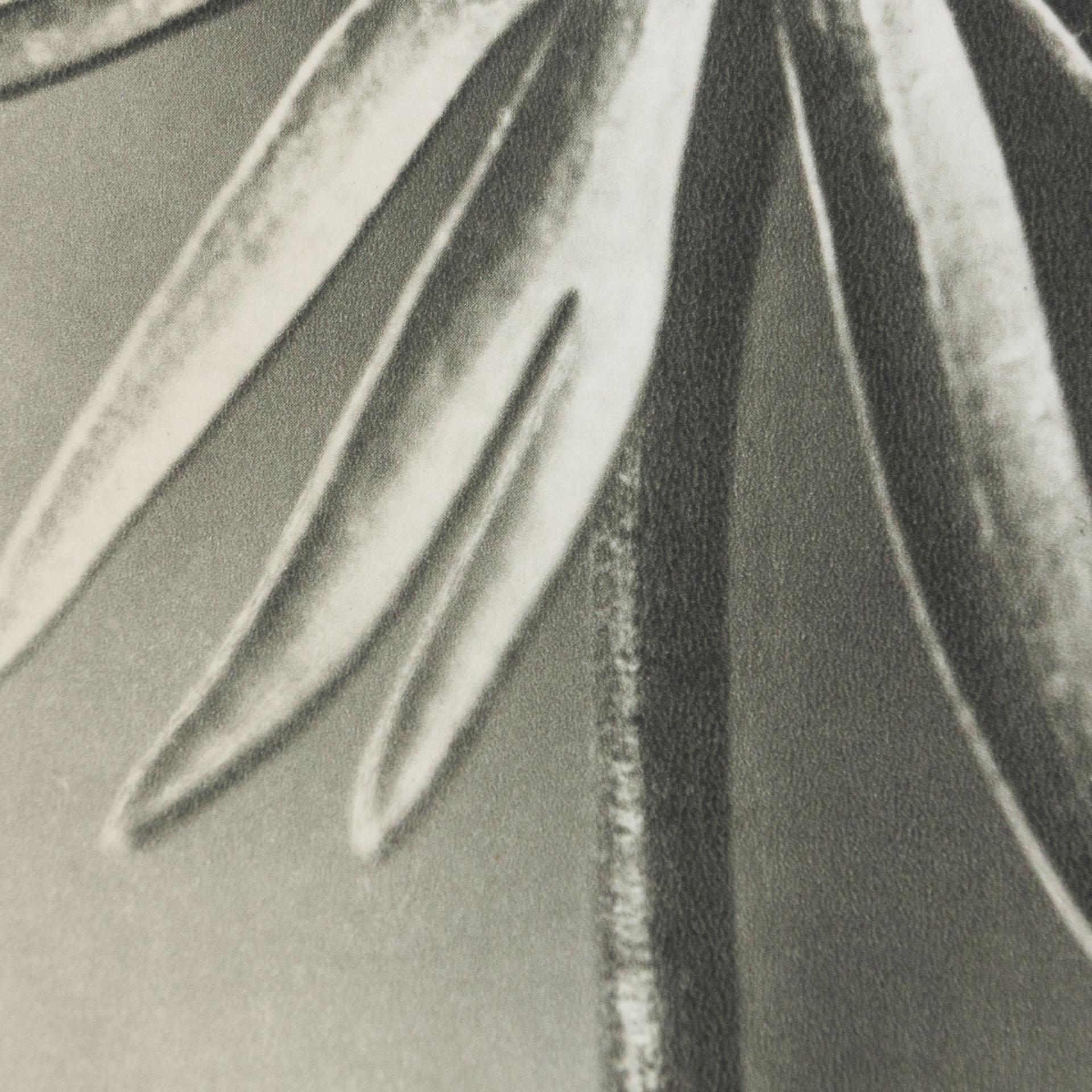 Karl Blossfeldt Black White Flower Photogravure Botanic Photography, 1942 3