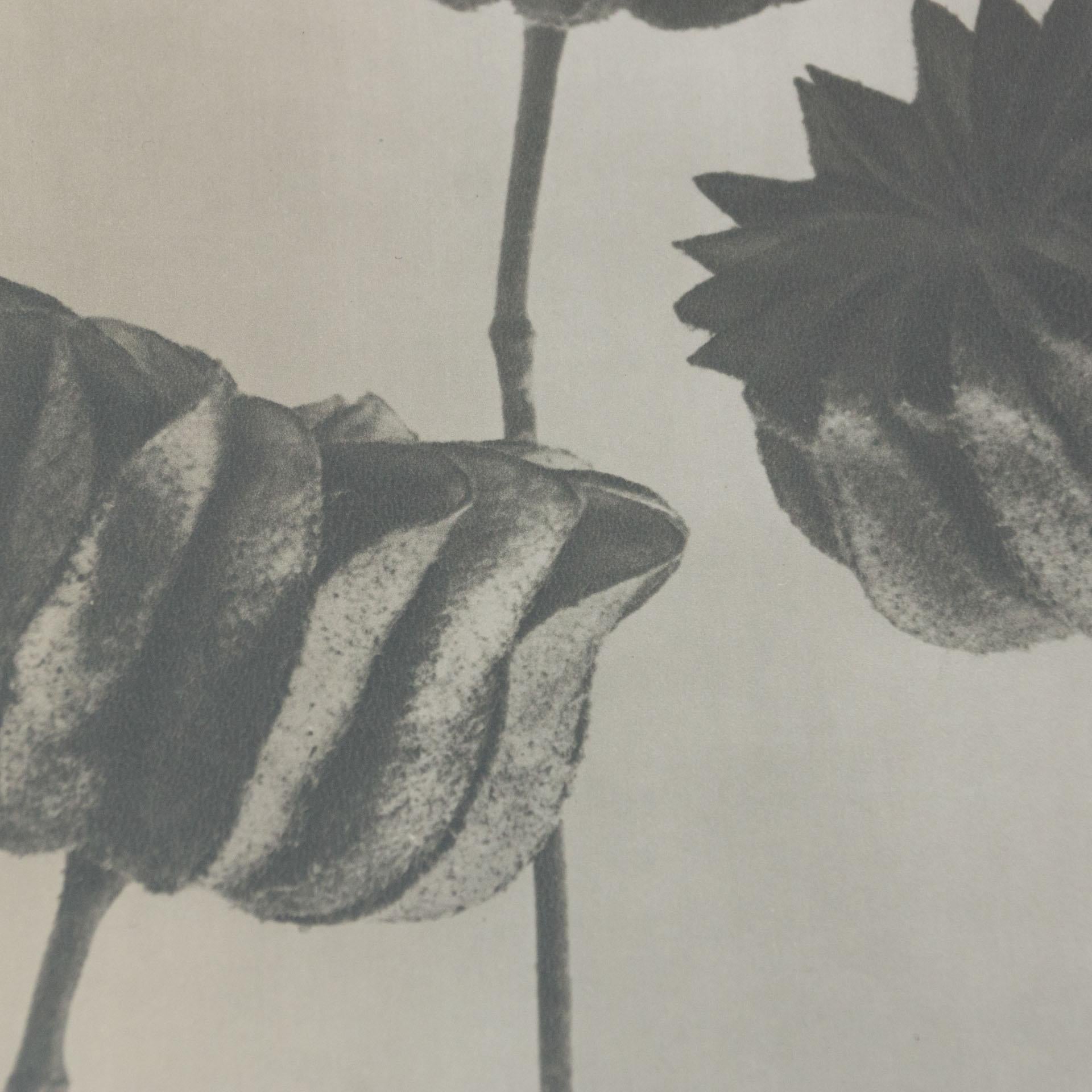 Karl Blossfeldt Black White Flower Photogravure Botanic Photography, 1942 3