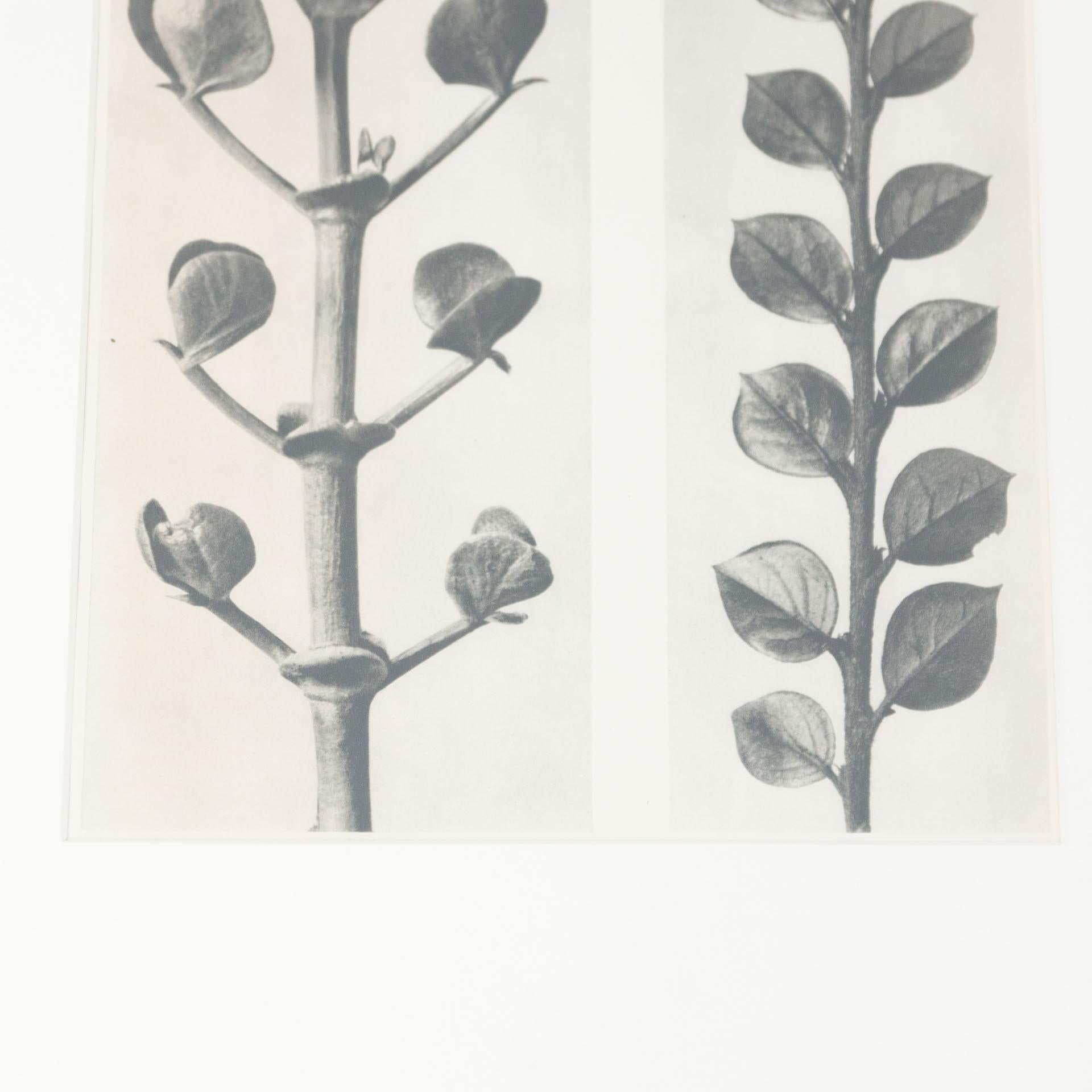 Karl Blossfeldt Black White Flower Photogravure Botanic Photography, 1942 3
