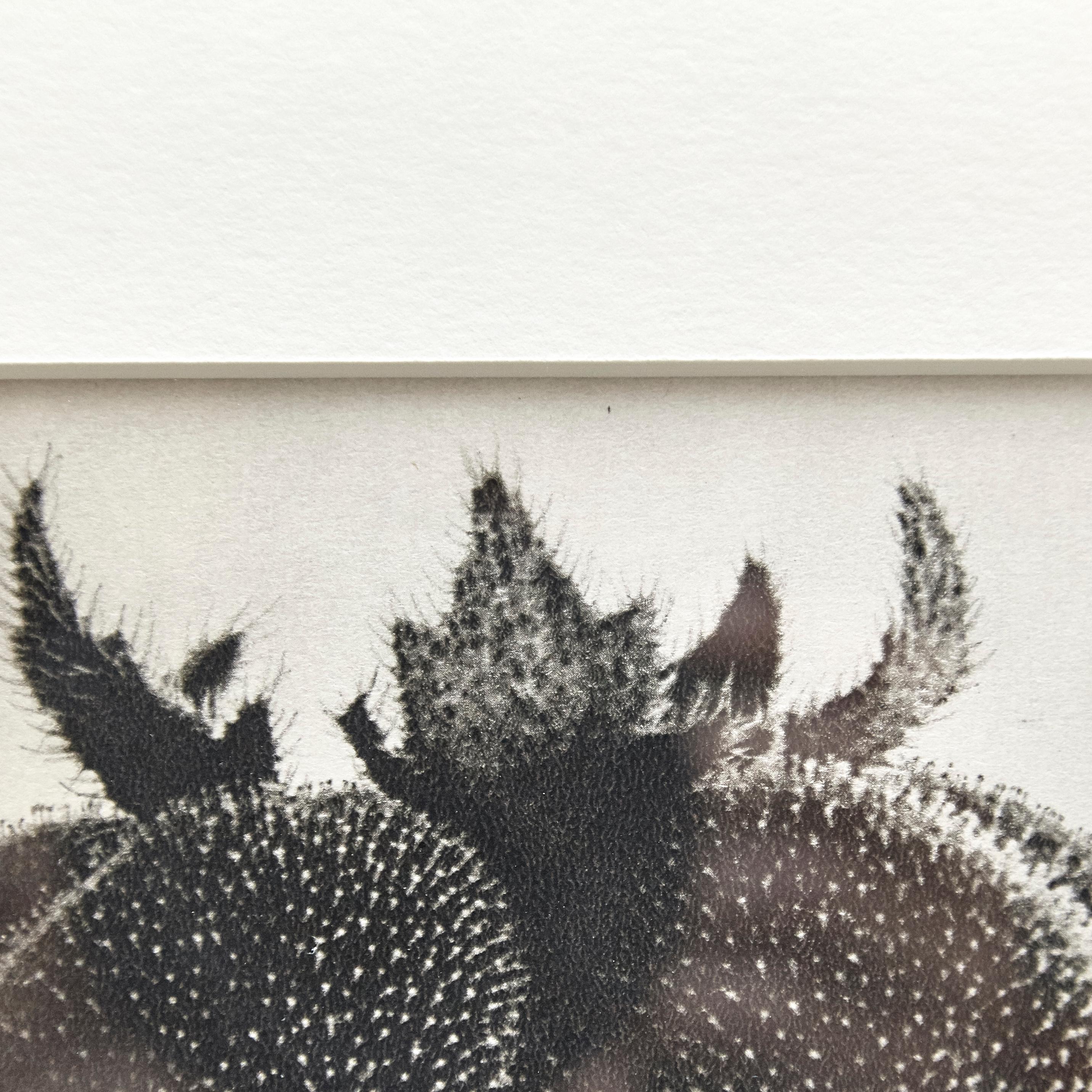 Karl Blossfeldt 1942 B&W Botanic Photogravure - Iconic Floral Art Photography For Sale 3