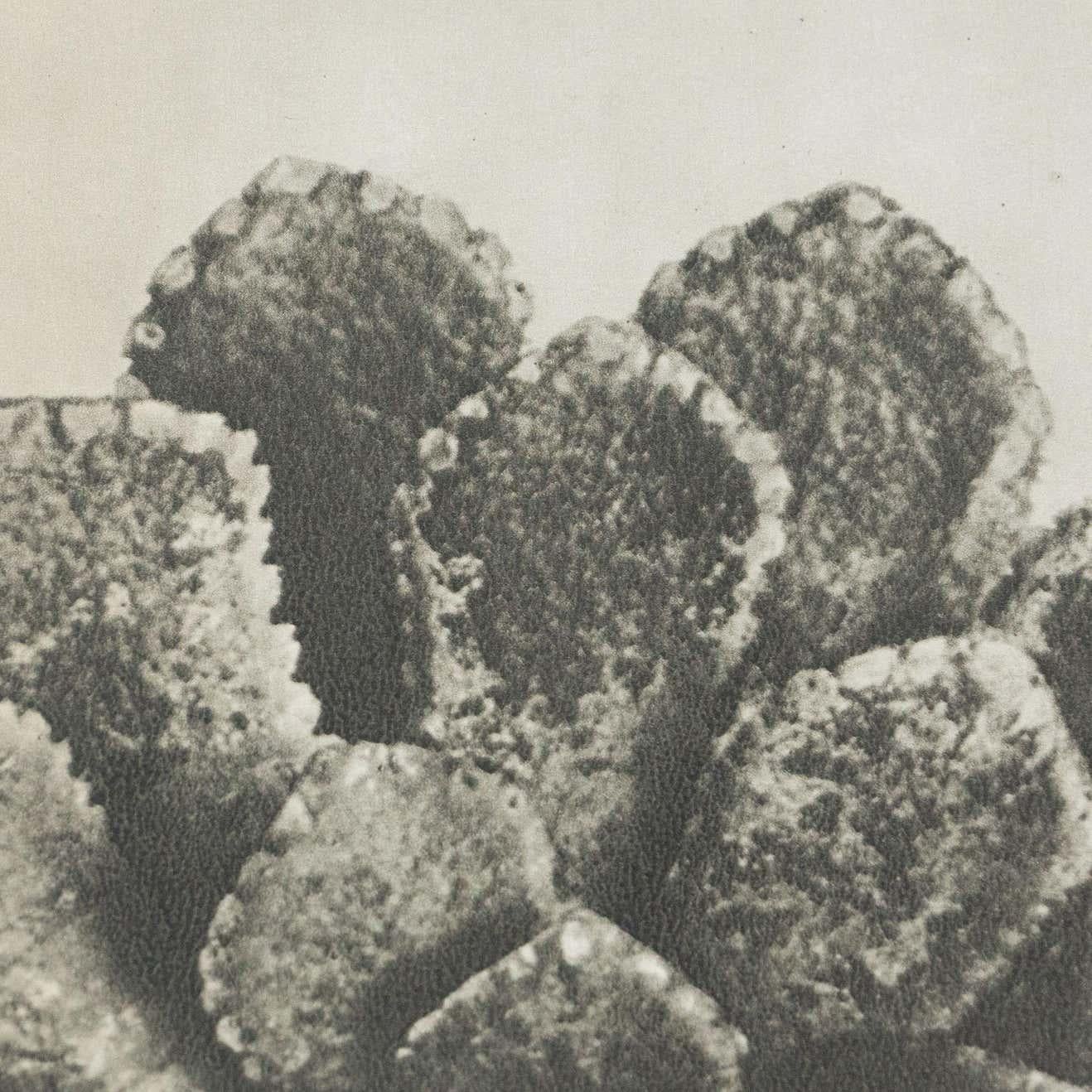 Karl Blossfeldt Fotografia botanica in bianco e nero con fiori, 1942 in vendita 3