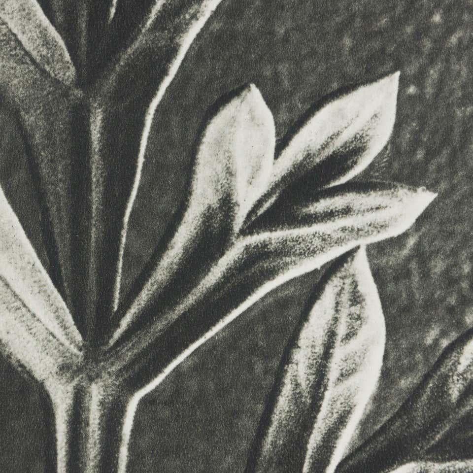 Karl Blossfeldt Black White Flower Photogravure Botanic Photography, 1942 For Sale 3