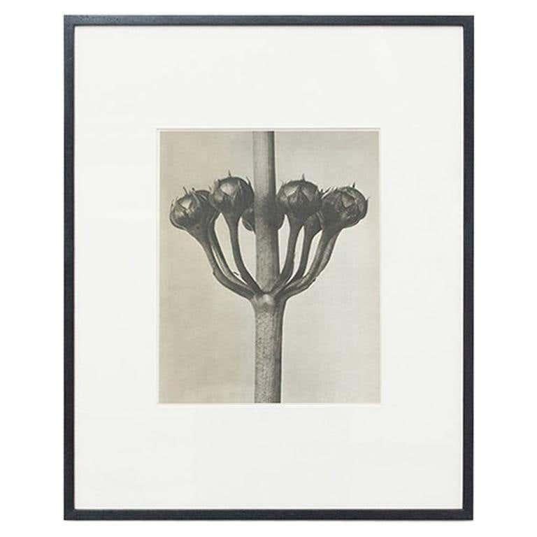 Karl Blossfeldt Black White Flower Photogravure Botanic Photography, 1942 For Sale 3
