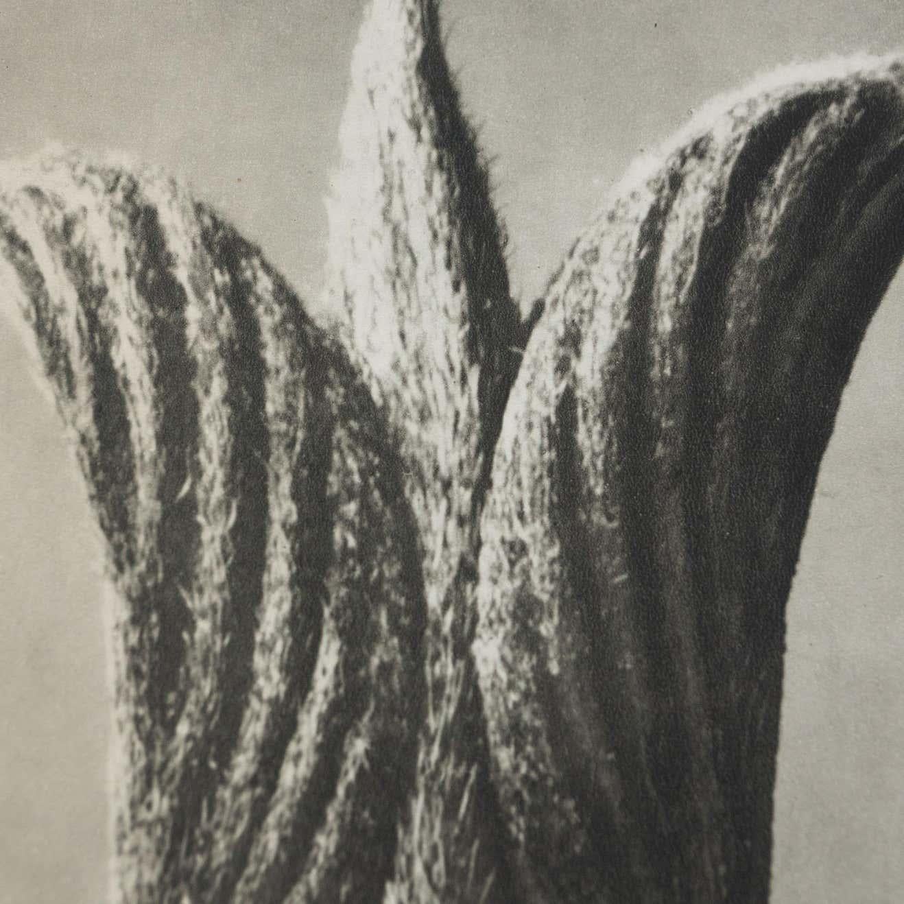 Karl Blossfeldt, photogravure de fleurs noires et blanches, photographie botanique, 1942 en vente 3