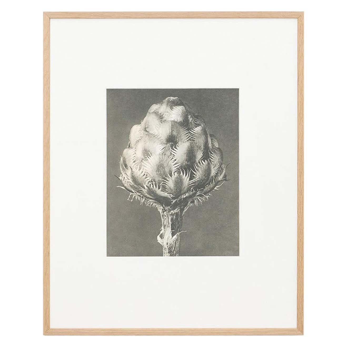 Karl Blossfeldt, photogravure de fleurs noires et blanches, photographie botanique, 1942 en vente 3
