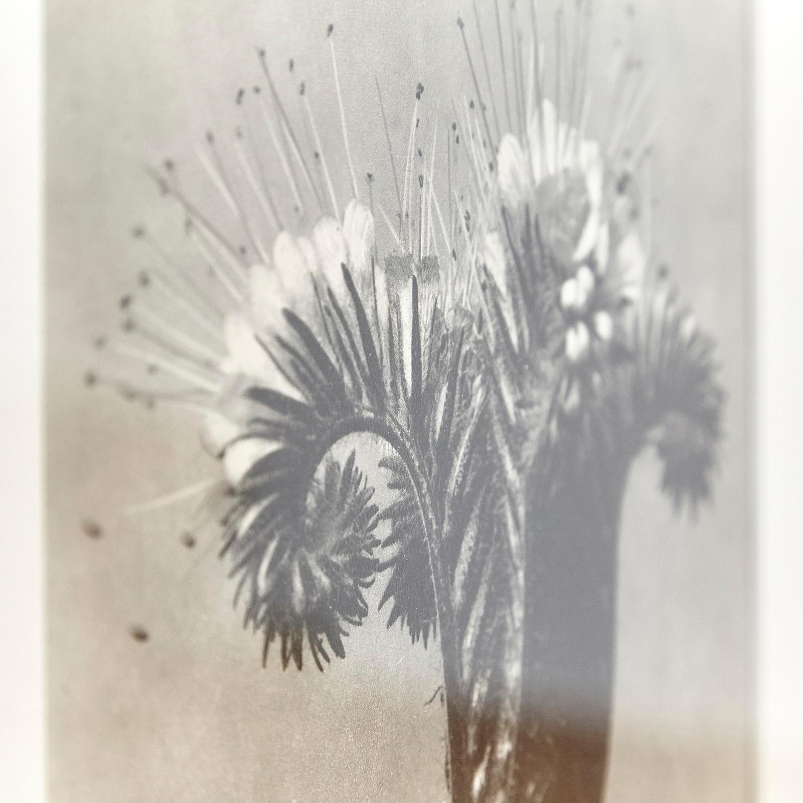 Karl Blossfeldt Black White Flower Photogravure Botanic Photography, 1942 4