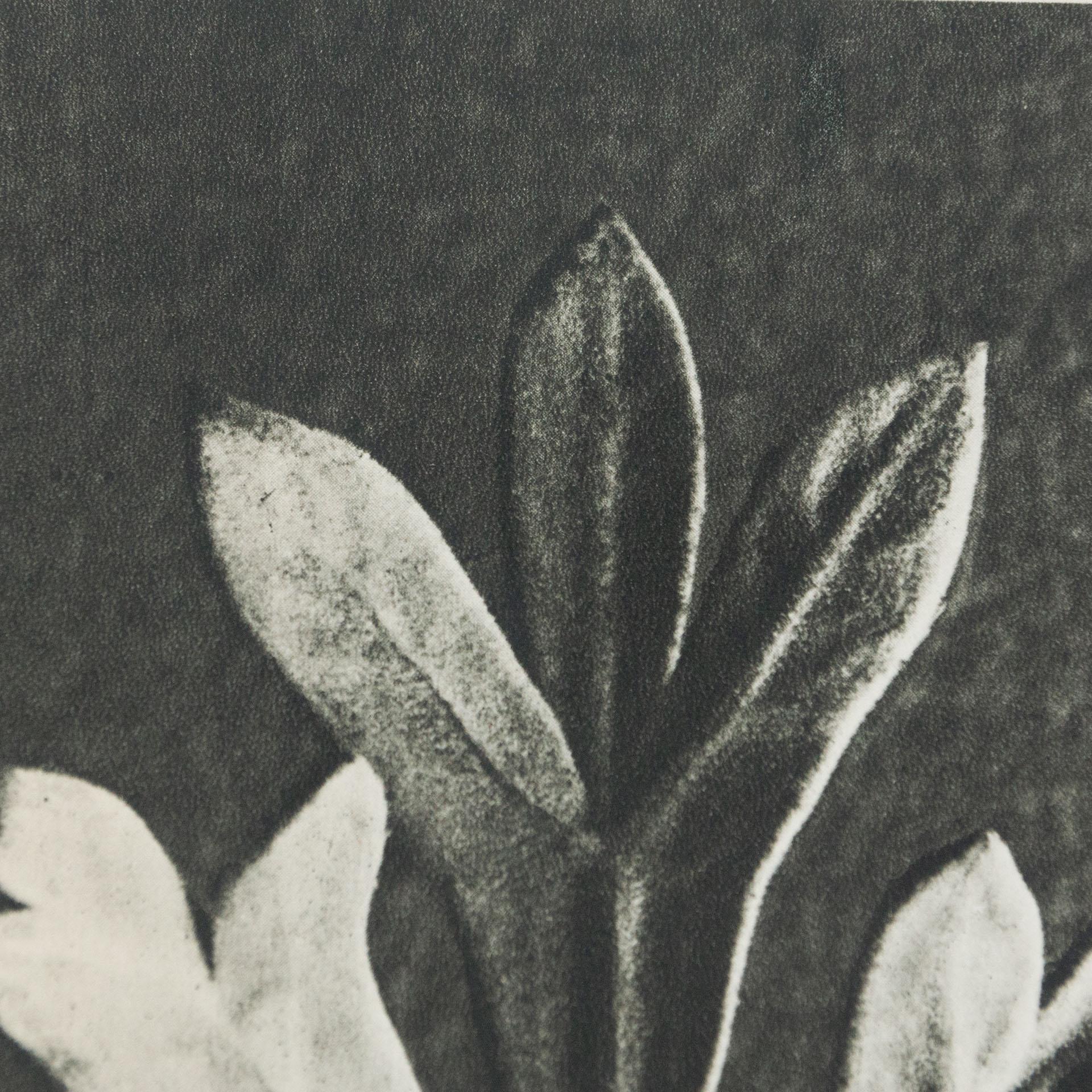 Karl Blossfeldt Black White Flower Photogravure Botanic Photography, 1942 4