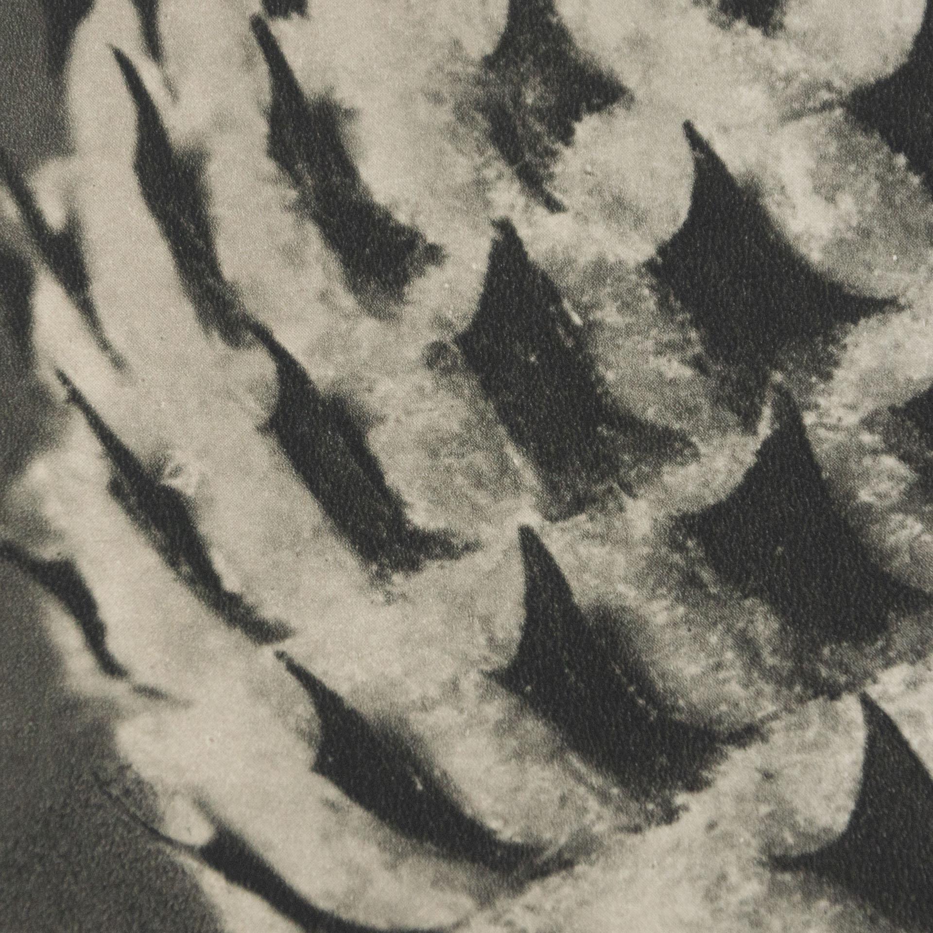 Karl Blossfeldt Black White Flower Photogravure Botanic Photography, 1942 4