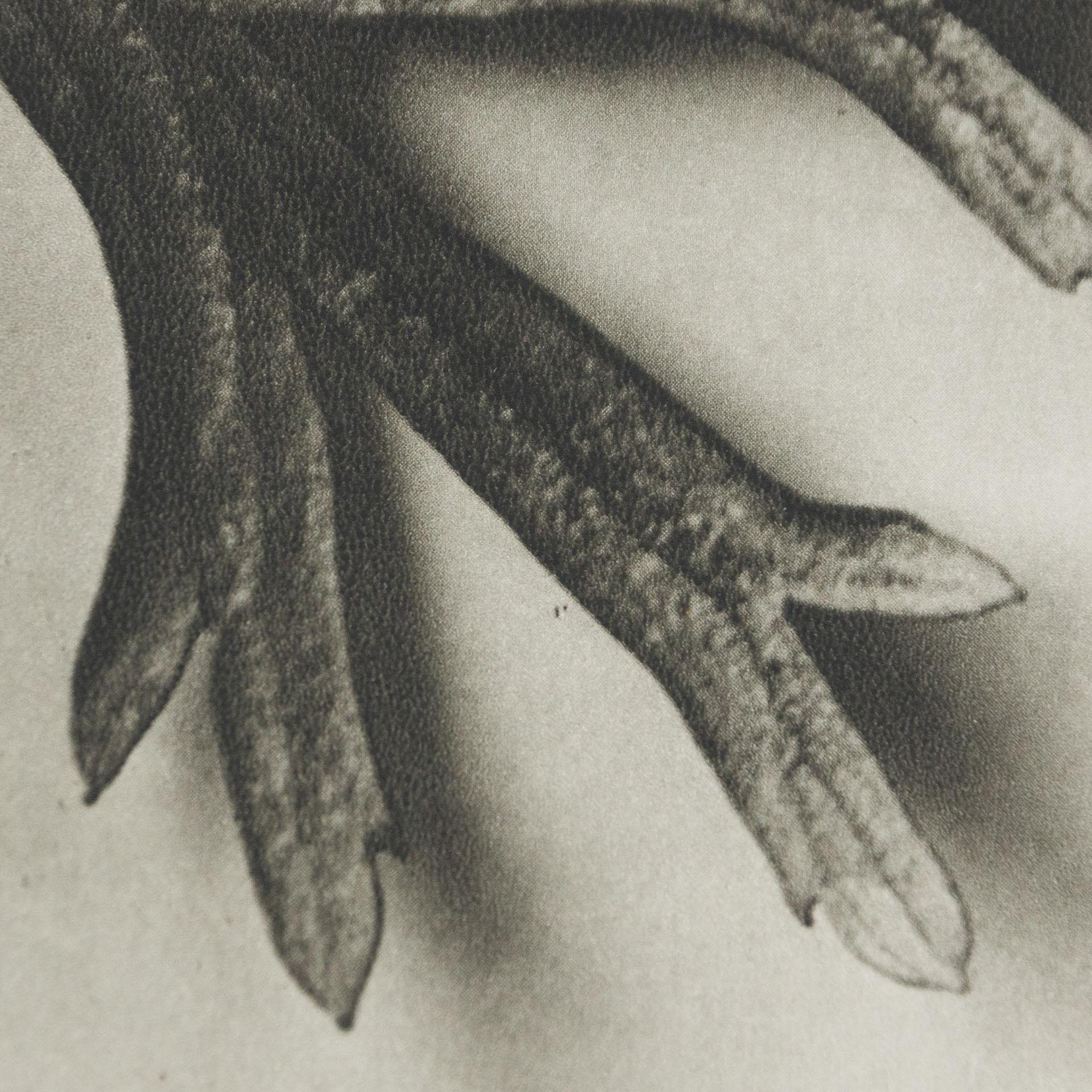 Karl Blossfeldt, photogravure de fleurs noires et blanches, photographie botanique, 1942 en vente 4
