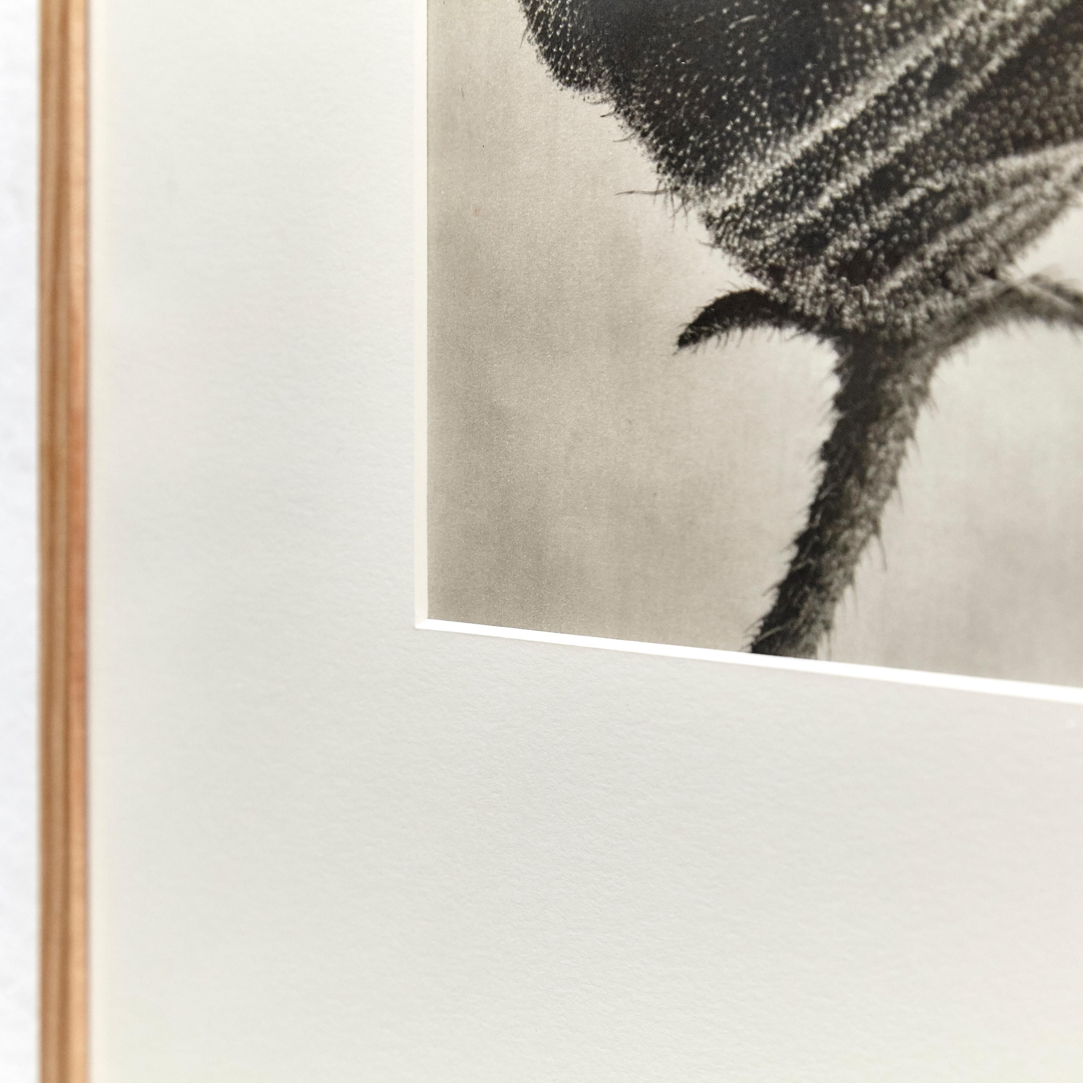 Karl Blossfeldt - Photogravure botanique emblématique de l'art floral, 1942 en vente 4