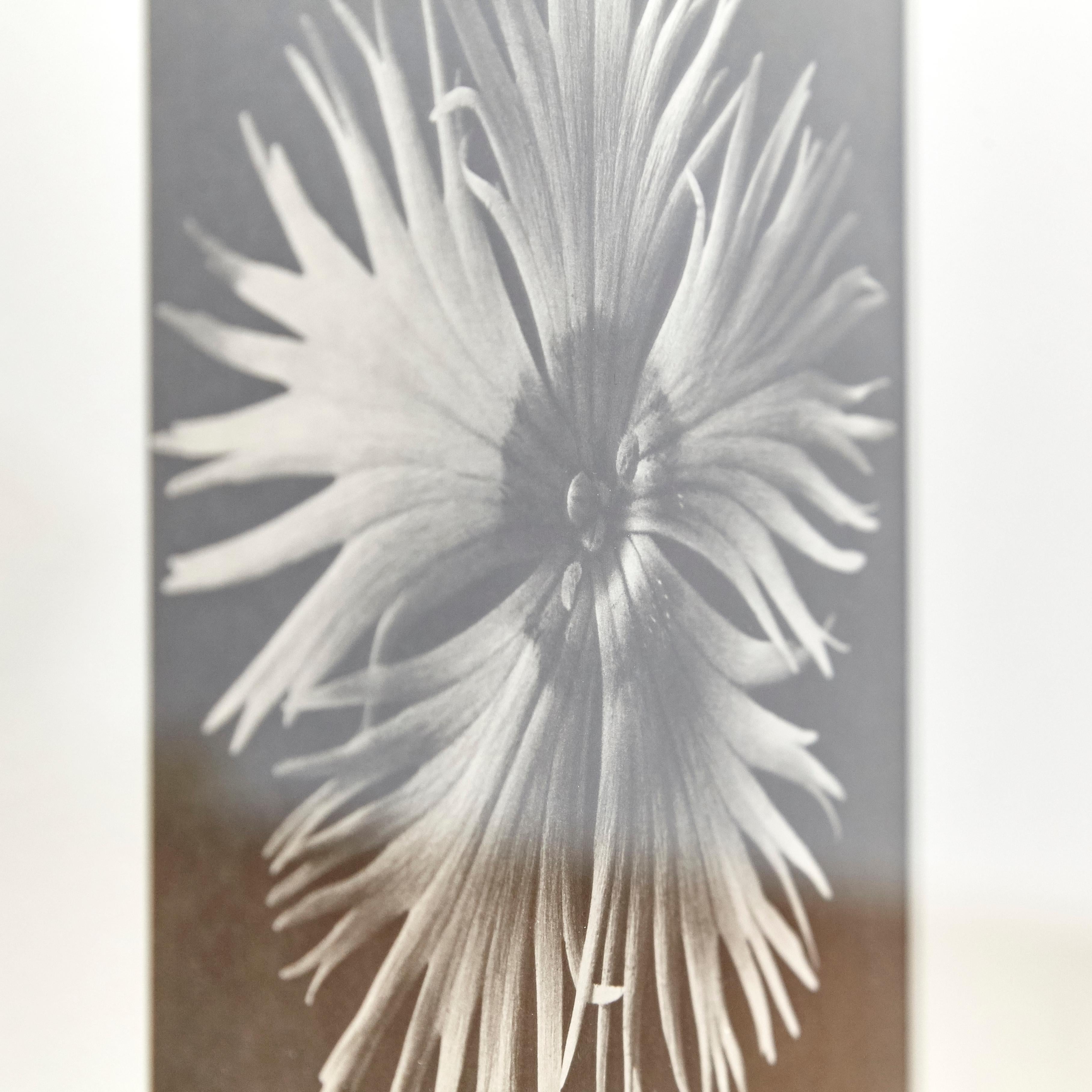 Karl Blossfeldt Black White Flower Photogravure Botanic Photography, 1942 For Sale 4