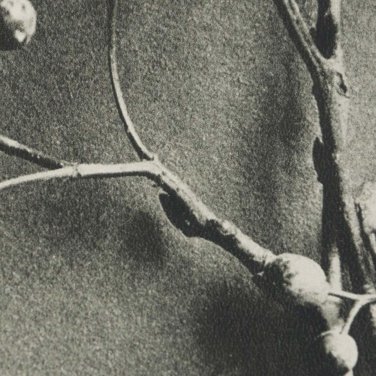 Karl Blossfeldt, photogravure de fleurs noires et blanches, photographie botanique, 1942 en vente 4