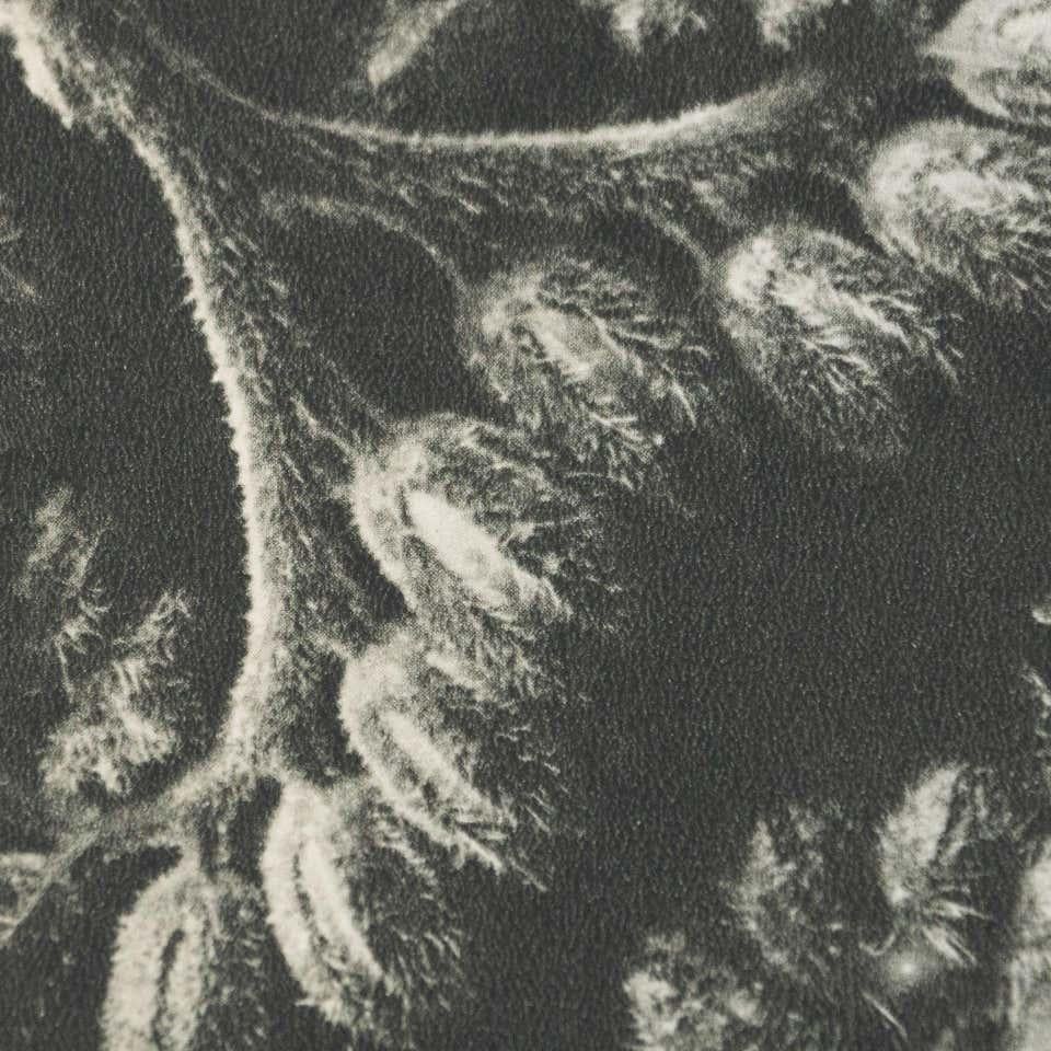 Karl Blossfeldt Fotografia botanica in bianco e nero con fiori, 1942 in vendita 4