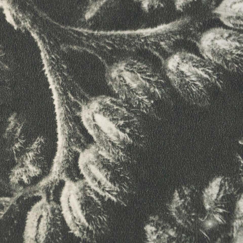 Karl Blossfeldt, photogravure de fleurs noires et blanches, photographie botanique, 1942 en vente 4