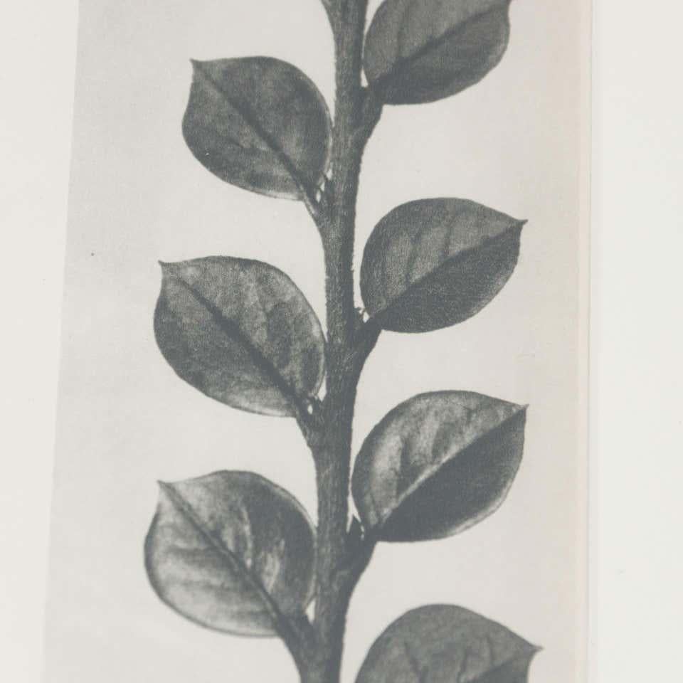 Karl Blossfeldt Schwarz-Weiß-Blumen-Fotogravur, Botanische Fotografie, 1942 im Angebot 4