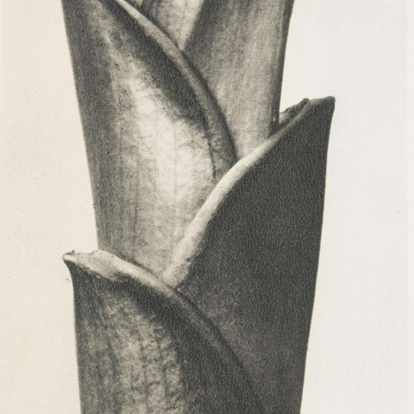 Karl Blossfeldt Black White Flower Photogravure Botanic Photography, 1942 For Sale 4
