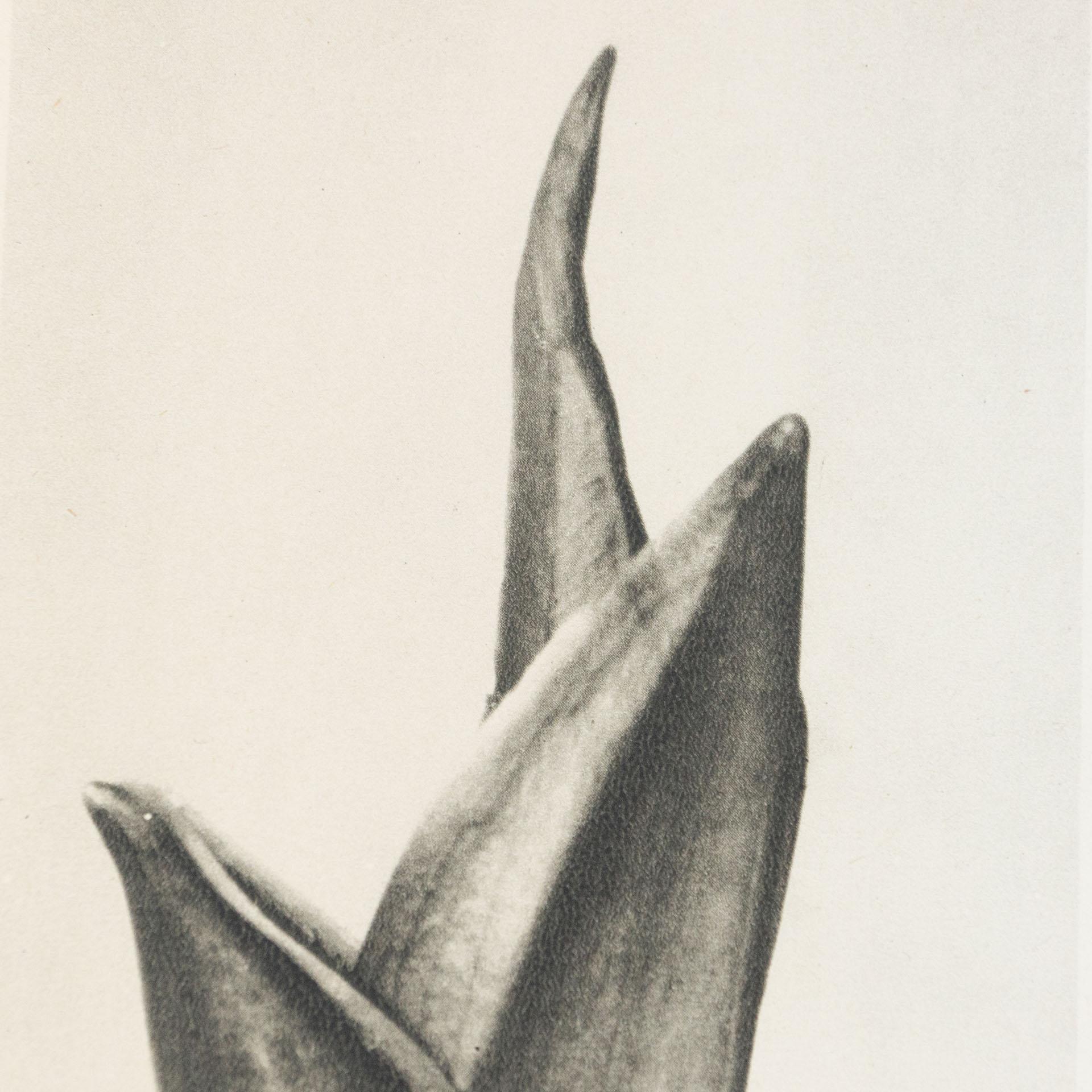 Karl Blossfeldt Black White Flower Photogravure Botanic Photography, 1942 5