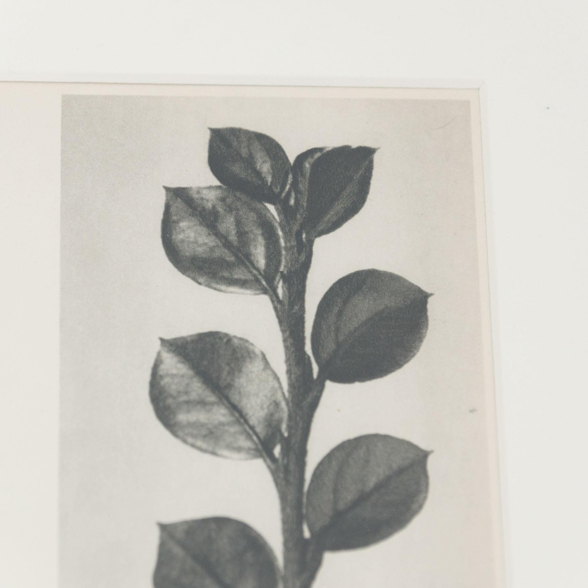 Karl Blossfeldt Black White Flower Photogravure Botanic Photography, 1942 5