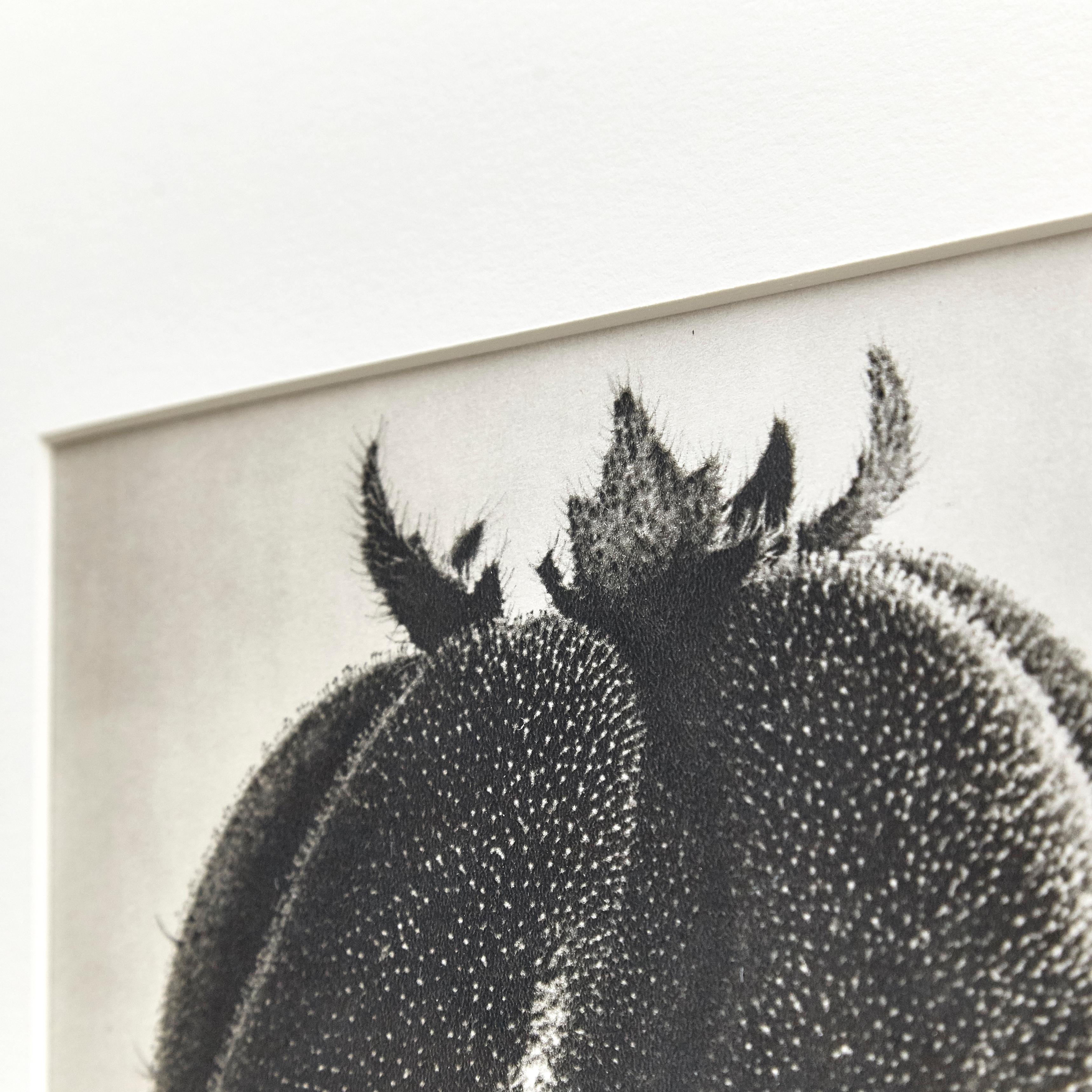 Karl Blossfeldt 1942 B&W Botanic Photogravure - Iconic Floral Art Photography For Sale 5