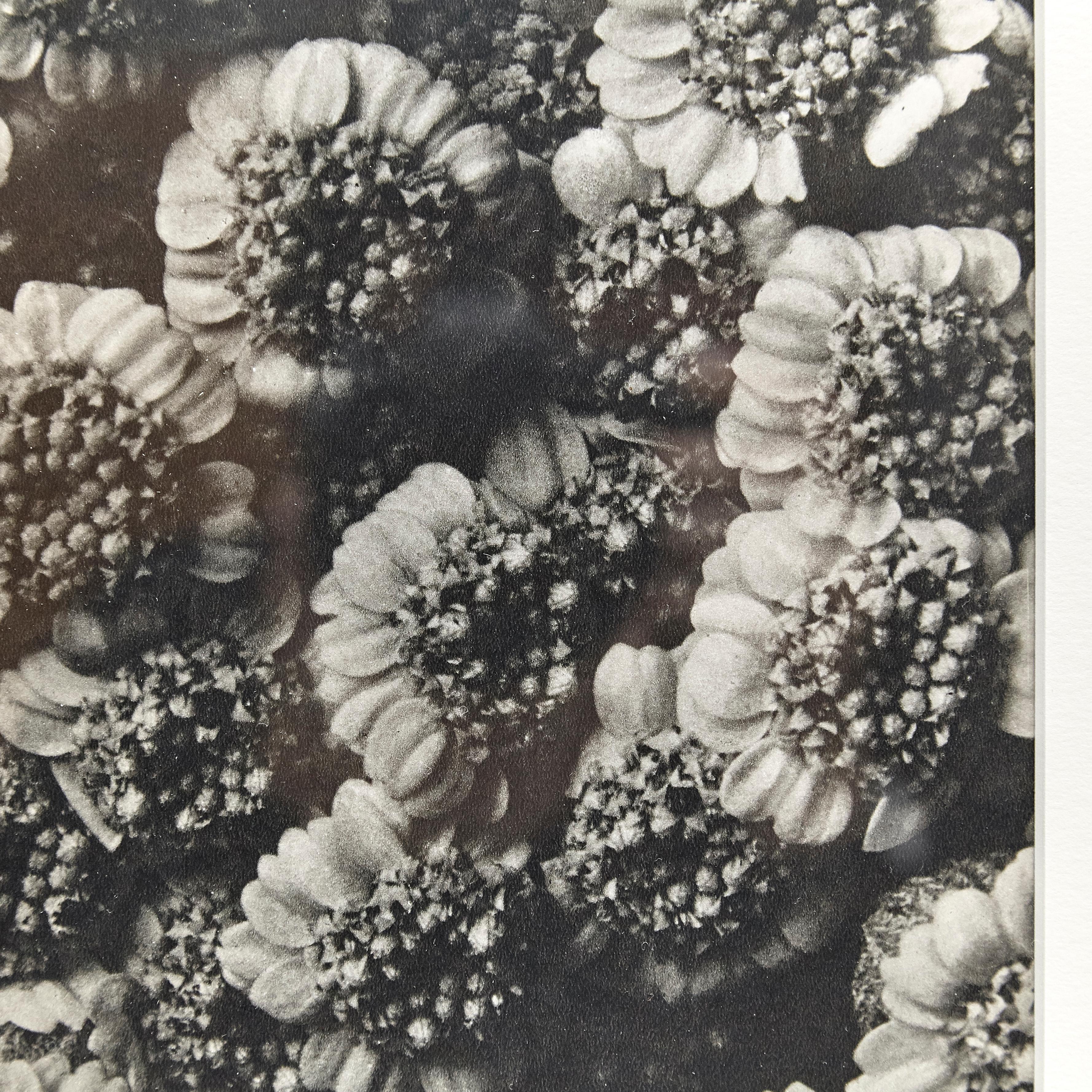 Karl Blossfeldt, photogravure de fleurs noires et blanches, photographie botanique, 1942 en vente 5