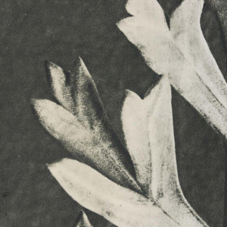 Karl Blossfeldt Black White Flower Photogravure Botanic Photography, 1942 For Sale 5
