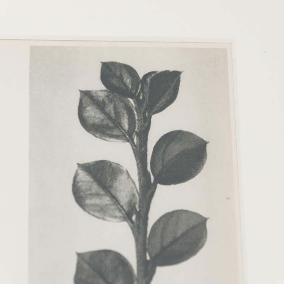 Karl Blossfeldt, photogravure de fleurs noires et blanches, photographie botanique, 1942 en vente 5