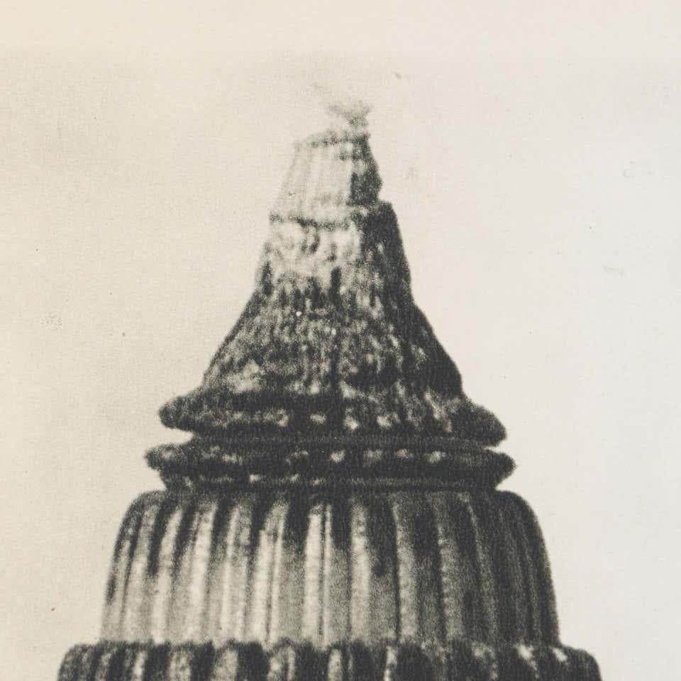 Karl Blossfeldt Fotograbado blanco negro de flores Fotografía botánica, 1942 en venta 5