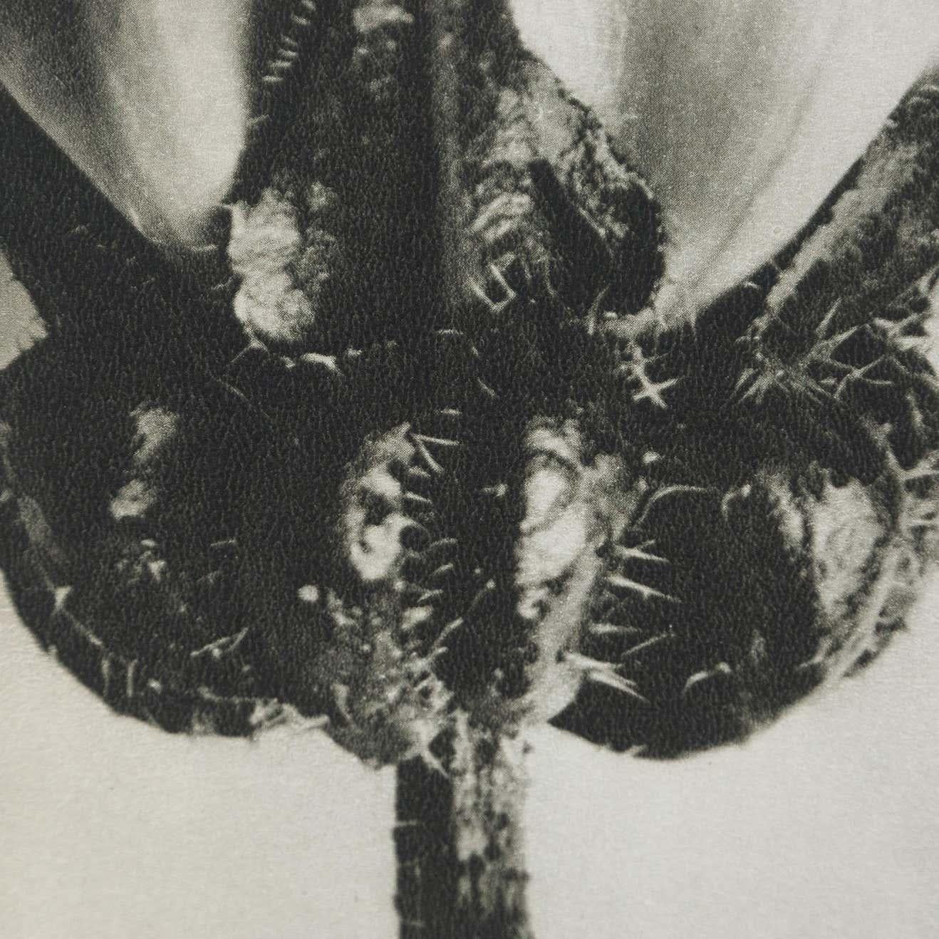 Karl Blossfeldt, photogravure de fleurs noires et blanches, photographie botanique, 1942 en vente 5