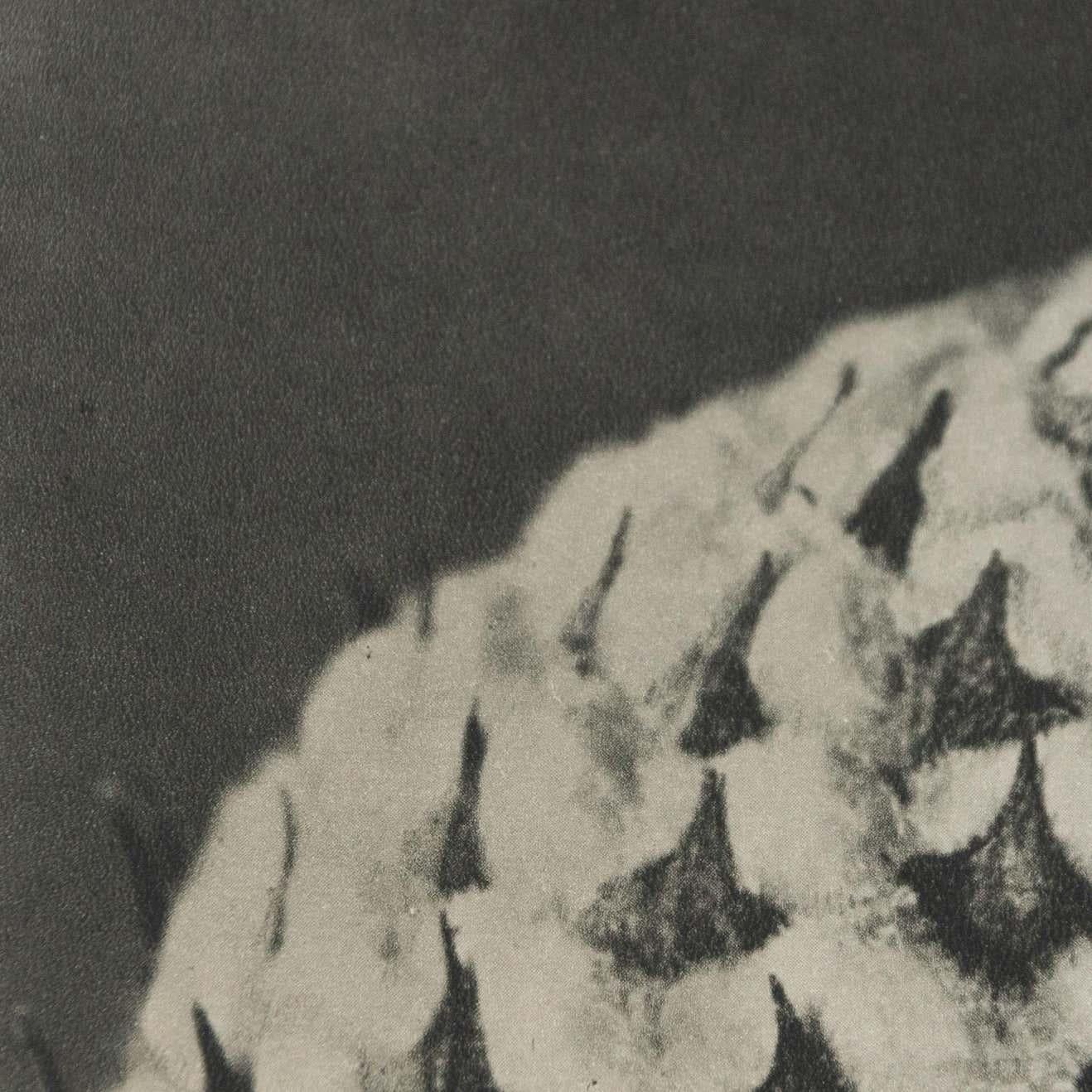 Karl Blossfeldt, photogravure de fleurs noires et blanches, photographie botanique, 1942 en vente 5