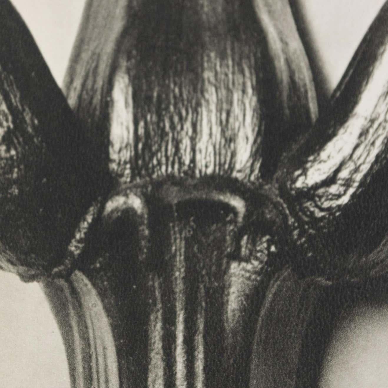 Karl Blossfeldt Schwarz-Weiß-Blumen-Fotogravur, botanische Fotografie, 1942 im Angebot 5