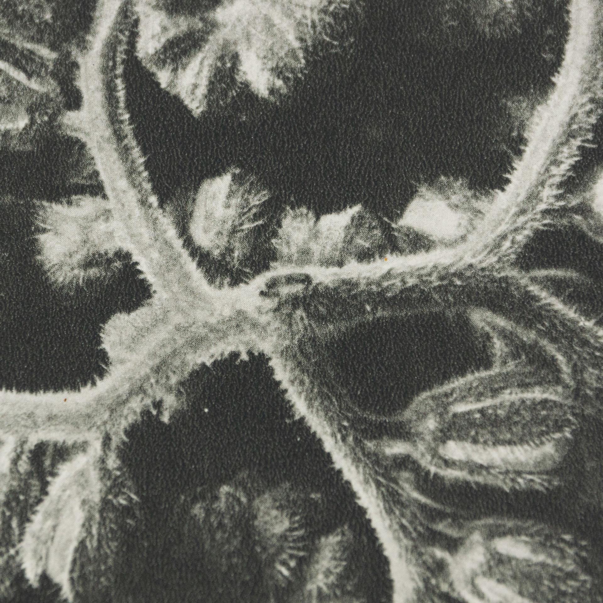 Karl Blossfeldt Black White Flower Photogravure Botanic Photography, 1942 6