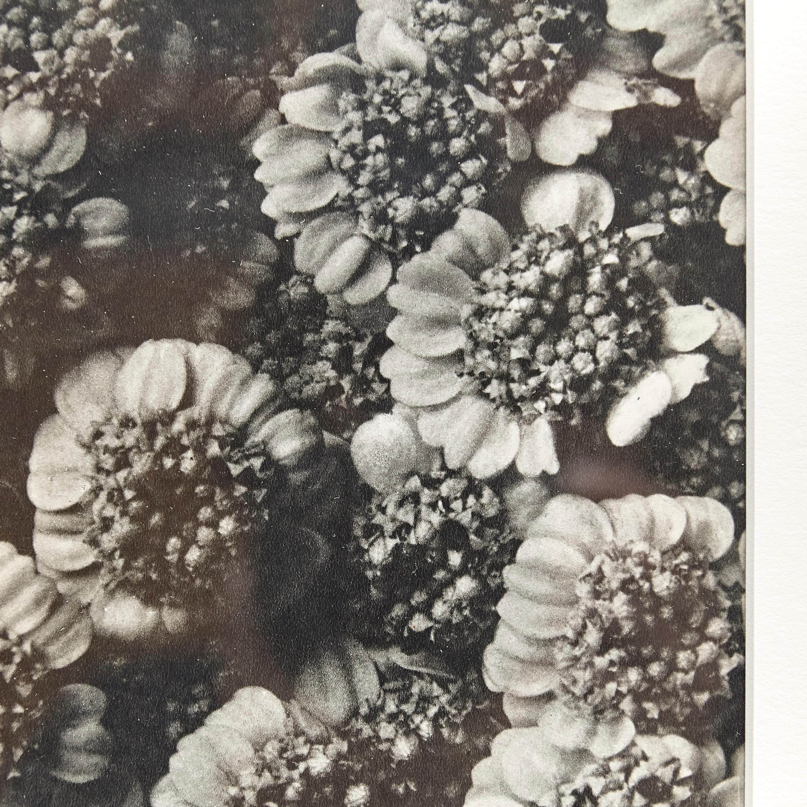 Karl Blossfeldt, photogravure de fleurs noires et blanches, photographie botanique, 1942 en vente 6