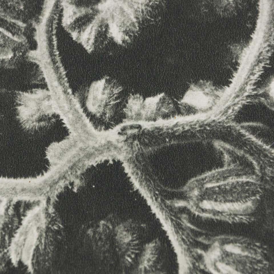 Karl Blossfeldt, photogravure de fleurs noires et blanches, photographie botanique, 1942 en vente 6